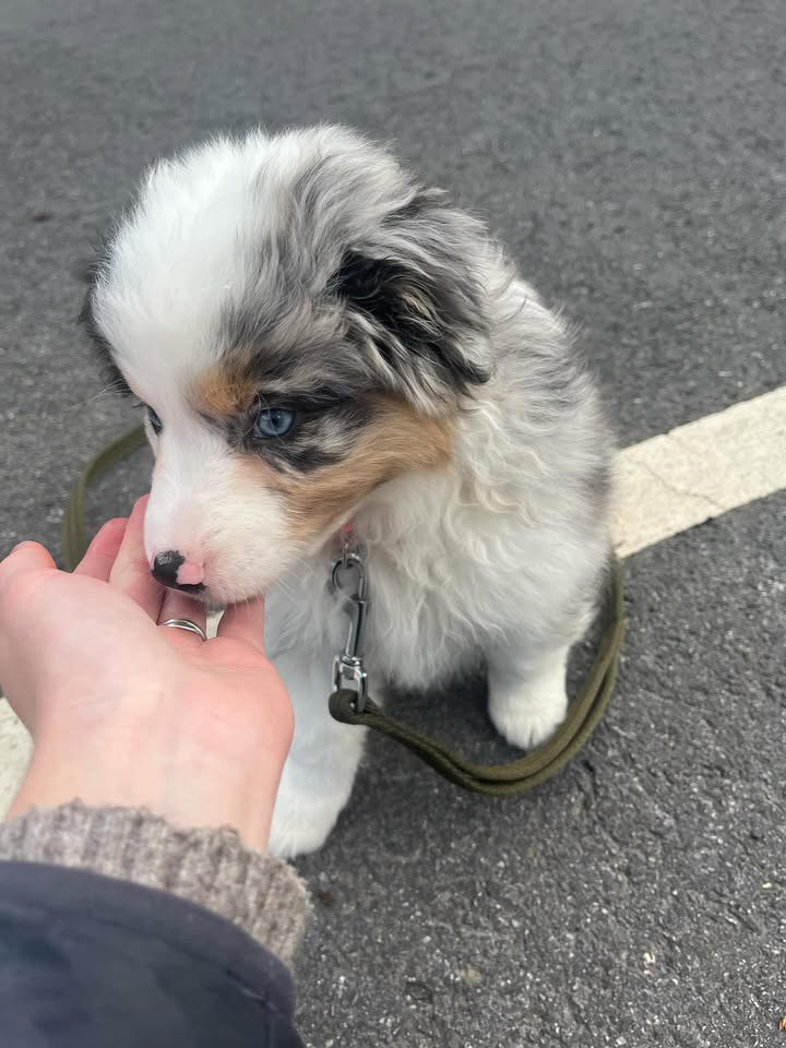 Jayden - Australian Shepherd Puppy